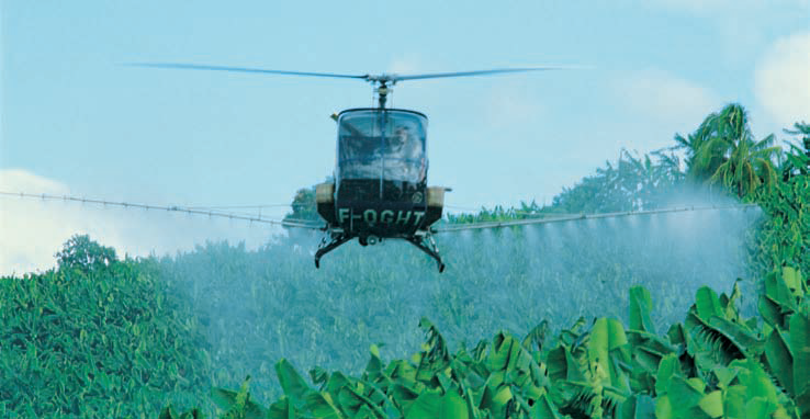 Prote&ccedil;&atilde;o Cultura Banana