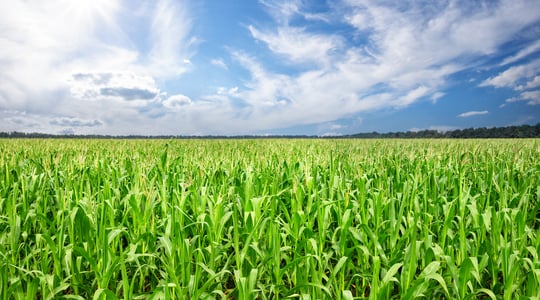 O Que É Adubação Verde? Conheça Essa Técnica E Suas Vantagens