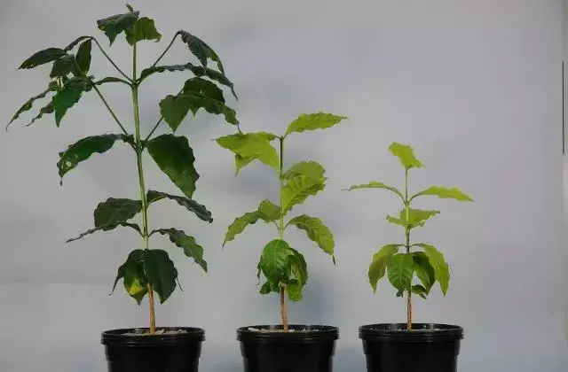 Deficiência nutricional em plantas: Recomendações 