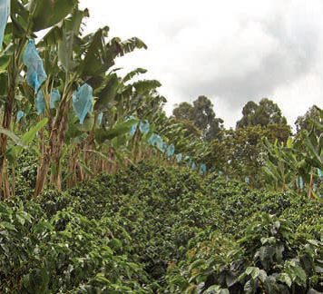 Cultura do caf&eacute;