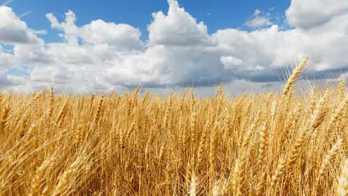 Culturas de Inverno: Principais e como aumentar a produtividade