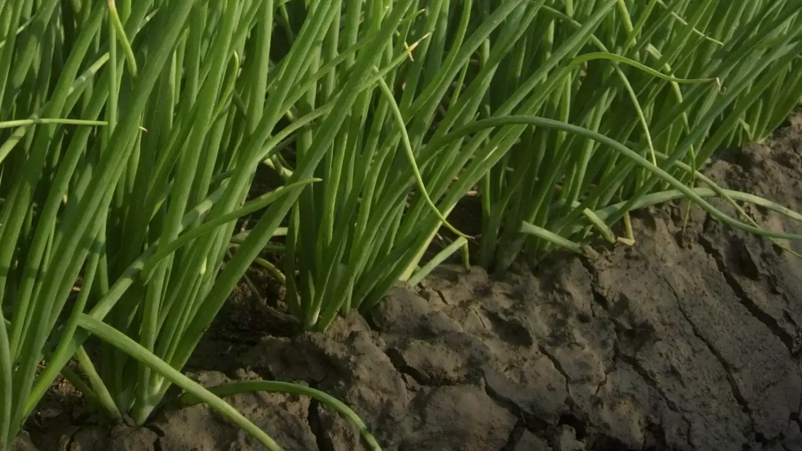 Cebolas plantadas no solo
