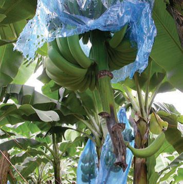 Produtividade da banana