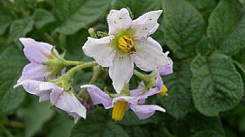 Flora&ccedil;&atilde;o e enchimento