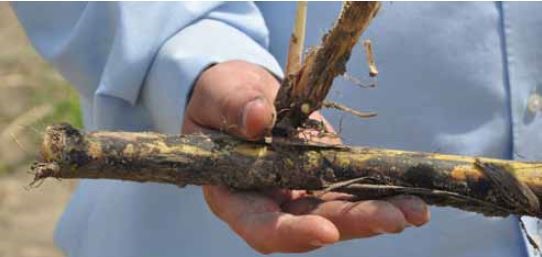 Raiz n&atilde;o tratada