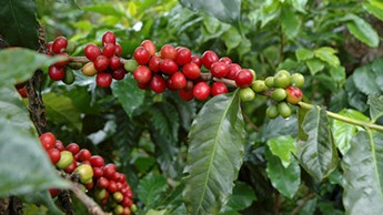 Matura&ccedil;&atilde;o das bagas