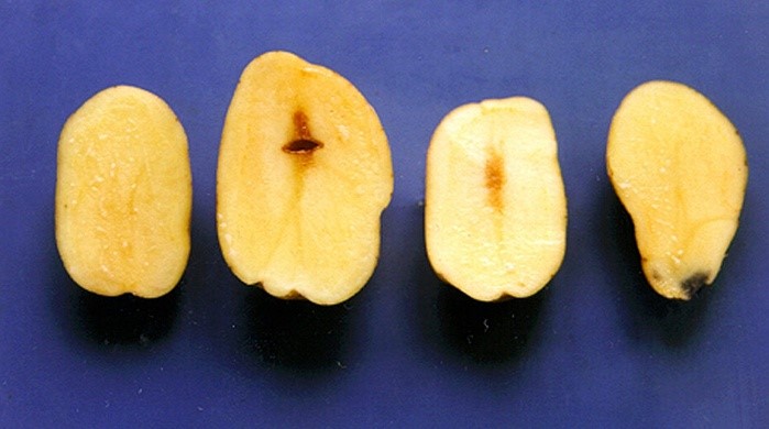 Descolora&ccedil;&atilde;o da batata