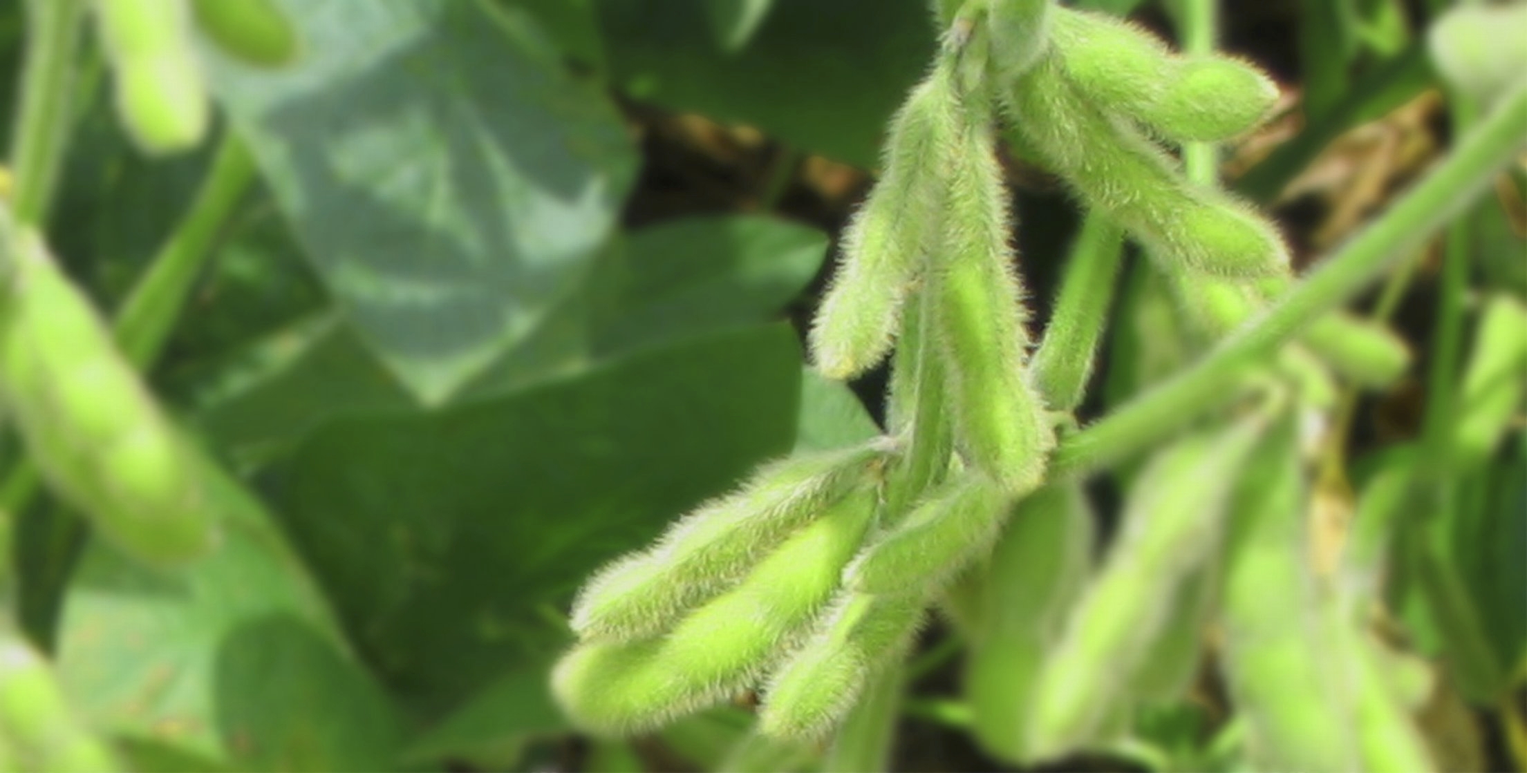 imagem de lavoura de soja