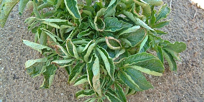 Defici&ecirc;ncias do cobre na batata