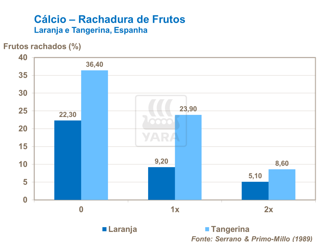 Rachaduras em frutos