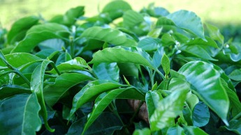 Crescimento vegetativo