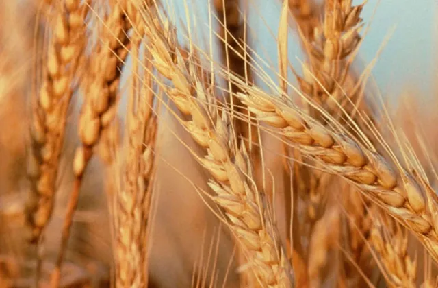 Produtividade do Trigo — Como Otimizar a Safra