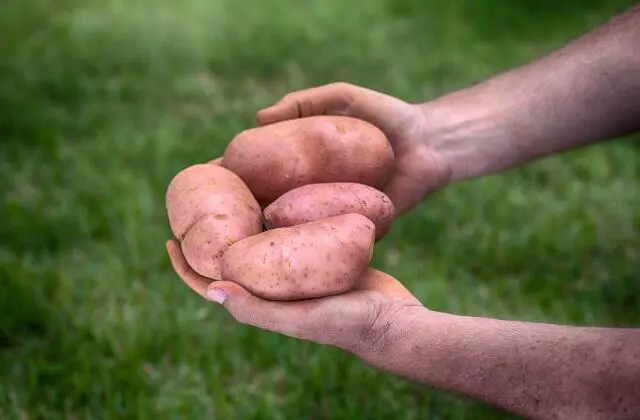 Conheça Estratégias de Aplicação de Fertilizantes na Batata