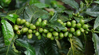 Expans&atilde;o das bagas