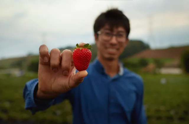 Nutrição do Morango — Saiba Como Garantir uma Boa Colheita
