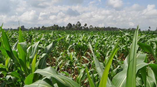 Plantação de milho com folhas verdes