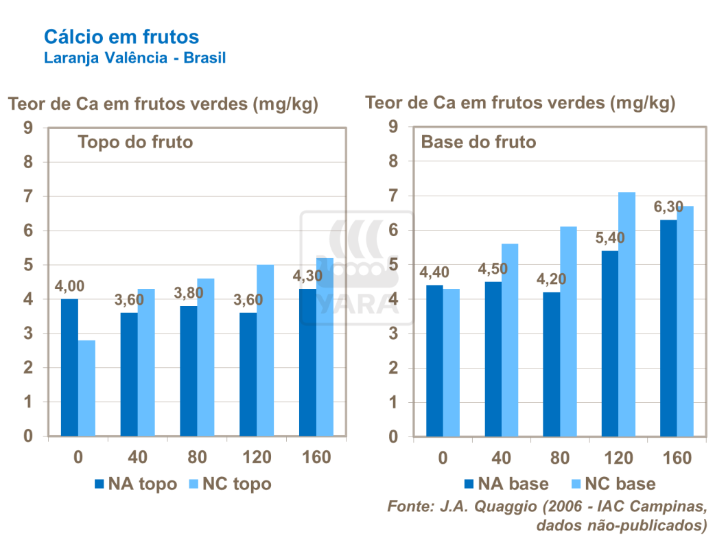 Calc&aacute;rio em frutos