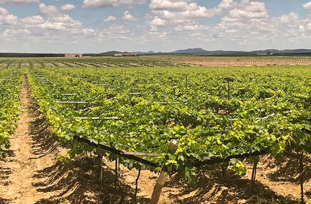 Descubra os Benefícios da Fertirrigação para sua Lavoura