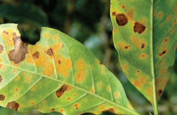 Ferrugem do caf&eacute;