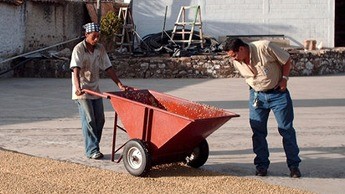 Caf&eacute; ar&aacute;bica