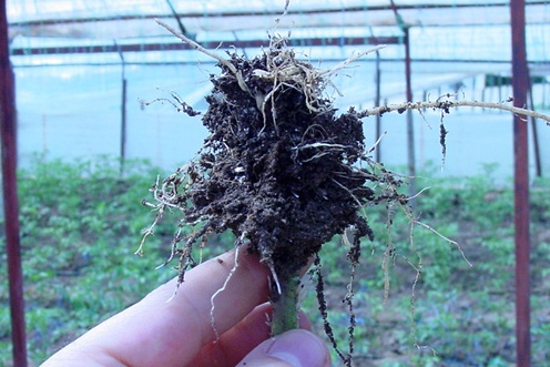 Danos por nemat&oacute;ides