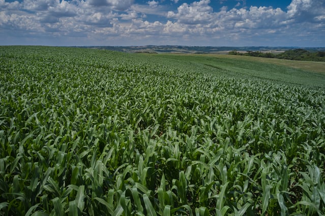 Lavoura de milho