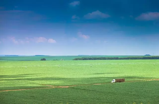  Saiba Como Garantir a Qualidade da Batata na Plantação