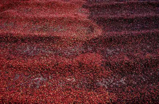 maior produtor de café do mundo