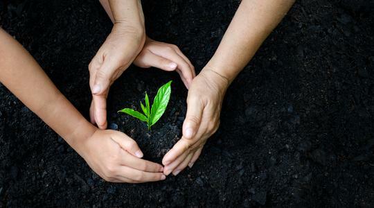 Mãos com planta na terra