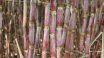 Exig&ecirc;ncias de &aacute;gua