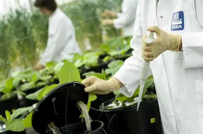 Aplicação de produto nas raízes da planta