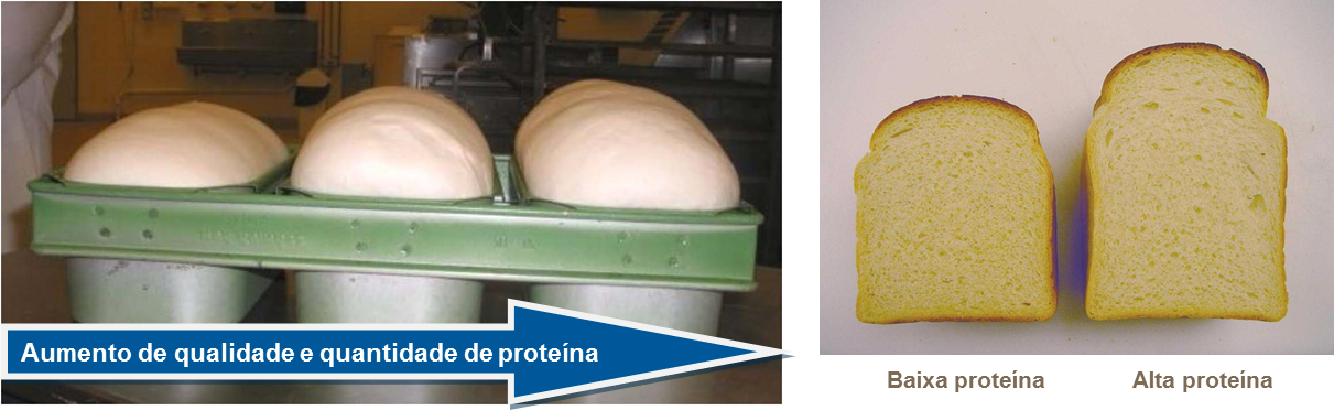 Aumento de qualidade e quantidade de prote&iacute;na