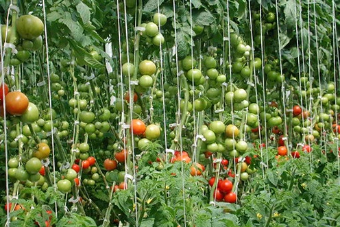Tomates indeterminados