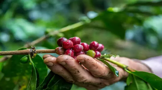Mãos segurando grãos de café