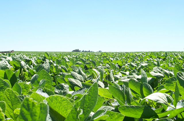 YaraVita GLYTREL — Fertilizante Foliar com Manganês e Fósforo 