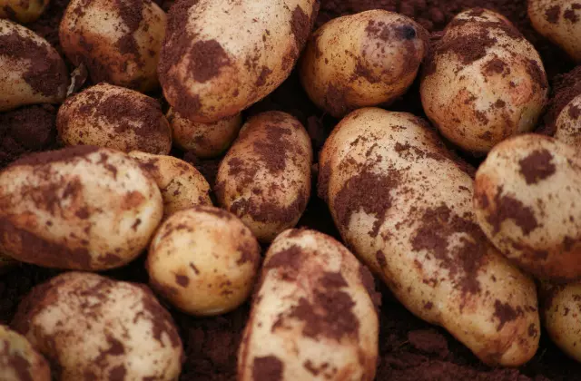 Batatas com terra