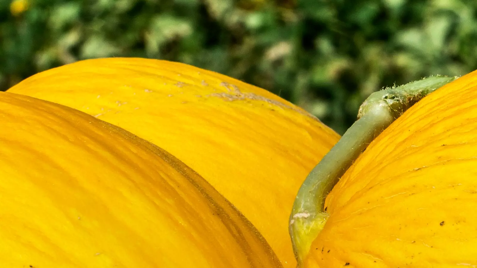 Melão amarelo com caule