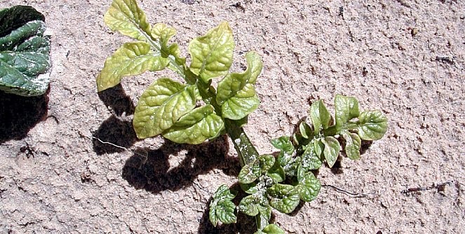 Fun&ccedil;&atilde;o do Molibd&ecirc;nio na Produ&ccedil;&atilde;o de Batatas