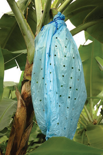 Preven&ccedil;&atilde;o de anomalias na casca da banana