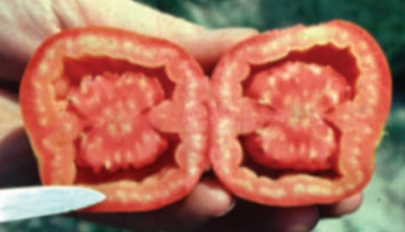 Preven&ccedil;&atilde;o de frutos inchados