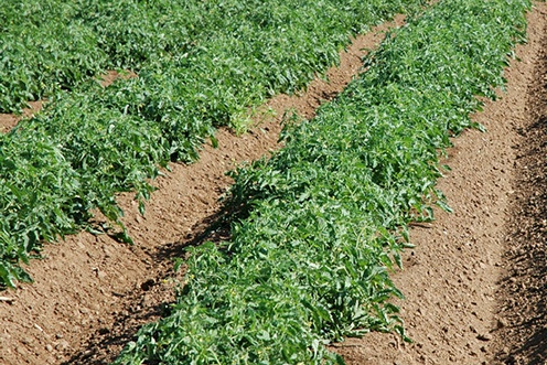 Tomates determinados