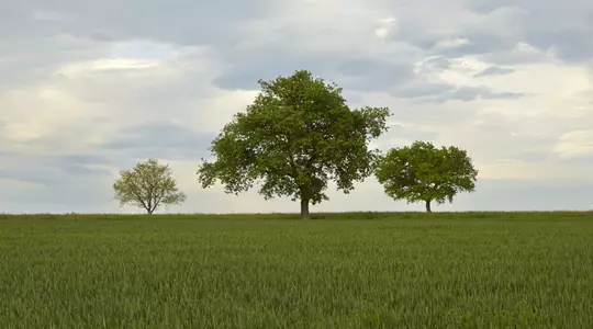 Paisagem com árvores