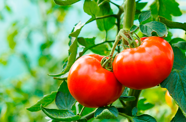 Nutrição do Tomate — Conheça os Principais Nutrientes