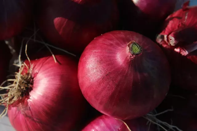  Programa Nutricional GranCebola — Cultivo Eficiente de Cebolas