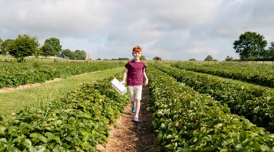 Menino correndo na plantação de morangos
