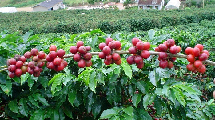 Caf&eacute; de alto rendimento com aproximadamente 12 gr&atilde;os por galho e tamb&eacute;m 8 galhos por temporada.