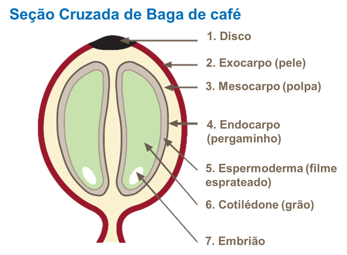 Gloss&aacute;rio do caf&eacute;