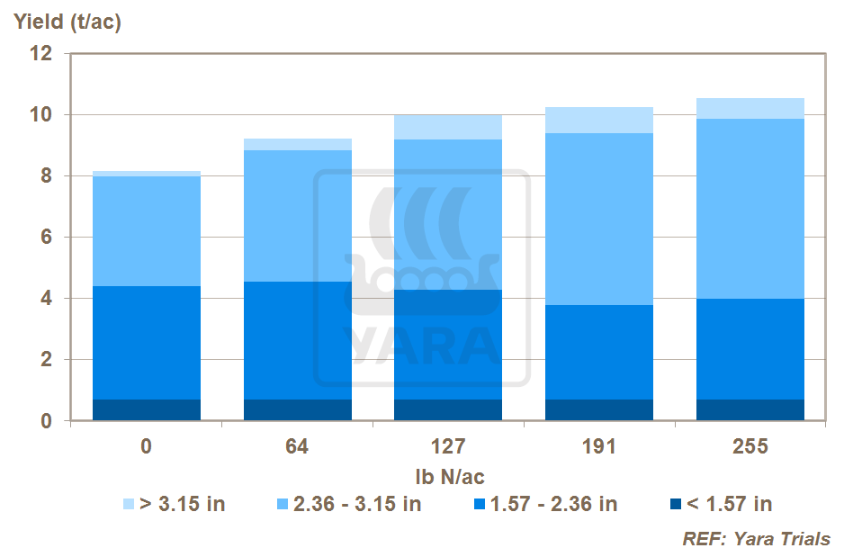 Nitrog&ecirc;nio e o tamanho dos tub&eacute;rculos