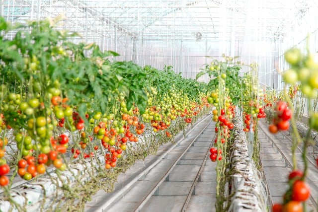 Estufa de Tomate: Confira Dicas Sobre o Cultivo