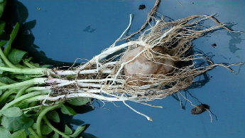 Est&aacute;gio de gancho